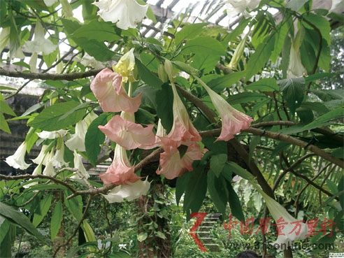 中藥的標準化“短板”