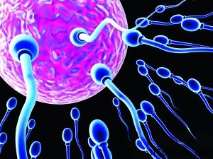 科學(xué)家研制人造精子解決男性不育仍有諸多困難
