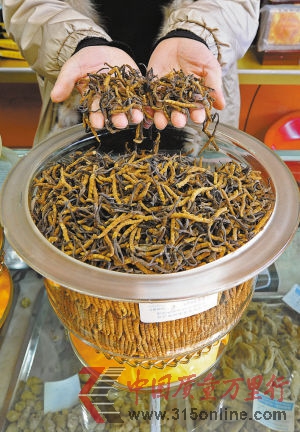 1月6日,拉薩市一家蟲(chóng)草店鋪的售貨員在展示冬蟲(chóng)夏草。新華社發(fā)