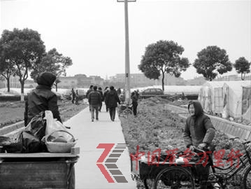 農戶在路邊招攬市民前往大棚采草莓 農戶在路邊招攬市民前往大棚采草莓