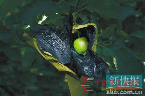 山東煙臺(tái)大量紅富士蘋果就是這樣套著藥袋長(zhǎng)大的。CFP供圖