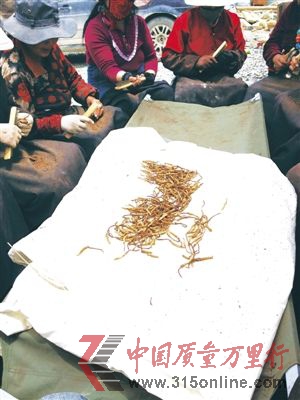 業(yè)內(nèi)人士認為,蟲草價格猛漲的情況,隱約有一些一個月以前的“蒜你狠”的漲價軌跡。5月,新上市的大蒜引起又一輪“蒜你狠”,僅一個月時間,深圳蒜價由2元/斤漲至7元。如今,蒜價已慢慢萎縮至5元/斤。晚友 攝 業(yè)內(nèi)人士認為,蟲草價格猛漲的情況,隱約有一些一個月以前的“蒜你狠”的漲價軌跡。5月,新上市的大蒜引起又一輪“蒜你狠”,僅一個月時間,深圳蒜價由2元/斤漲至7元。如今,蒜價已慢慢萎縮至5元/斤。晚友 攝