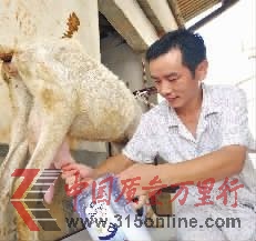 ▲7月29日上午,長沙縣黃花鎮(zhèn),韋星雨在家里給羊擠奶。 ▲7月29日上午,長沙縣黃花鎮(zhèn),韋星雨在家里給羊擠奶。