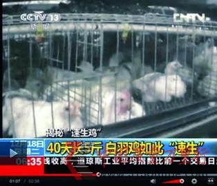 □24小時(shí)采食不止,雞棚嚴(yán)重超載,導(dǎo)致“速生雞”處于亞健康狀態(tài)。 央視截圖